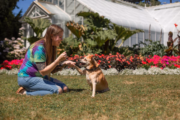 Bark Park at Veterinary Healthcare Associates